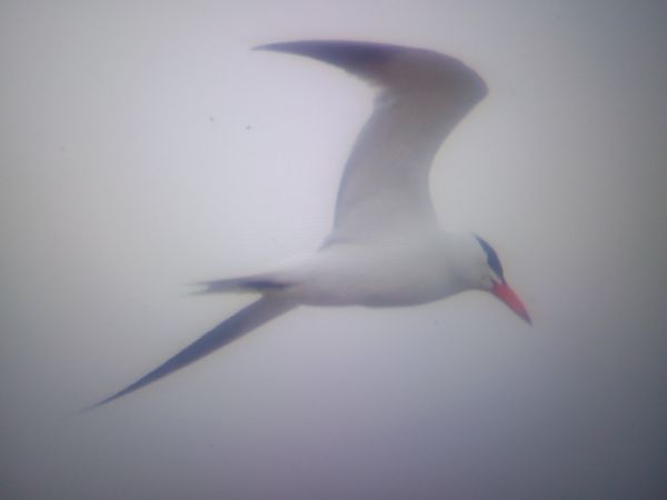 Raubseeschwalbe  - Piotr Janowicz