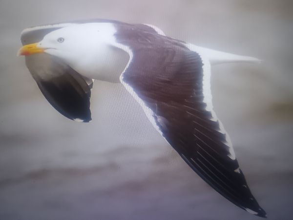 mewa żółtonoga (ssp. fuscus)  - Piotr Janowicz