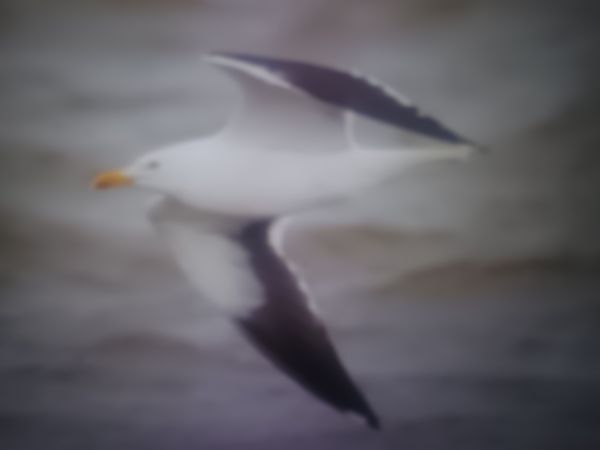 mewa żółtonoga (ssp. fuscus)  - Piotr Janowicz