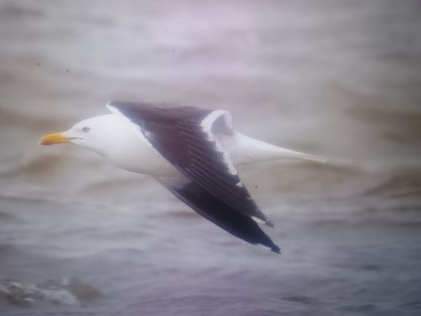 Heringsmöwe (ssp. fuscus)  - Piotr Janowicz