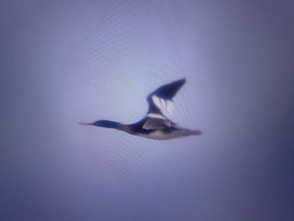 szlachar  - Piotr Janowicz