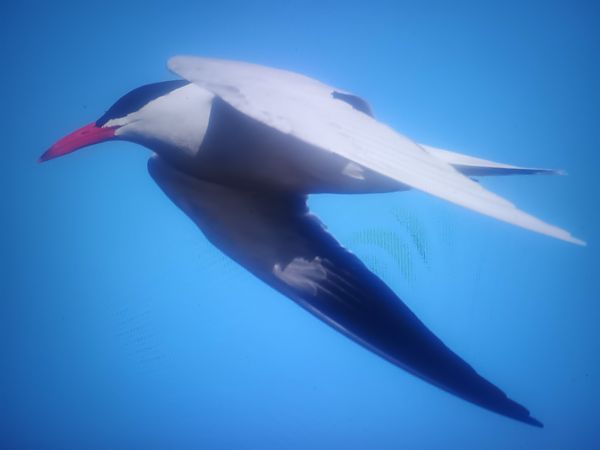 rybitwa wielkodzioba  - Piotr Janowicz