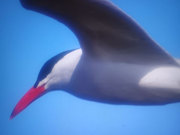 Raubseeschwalbe  - Piotr Janowicz