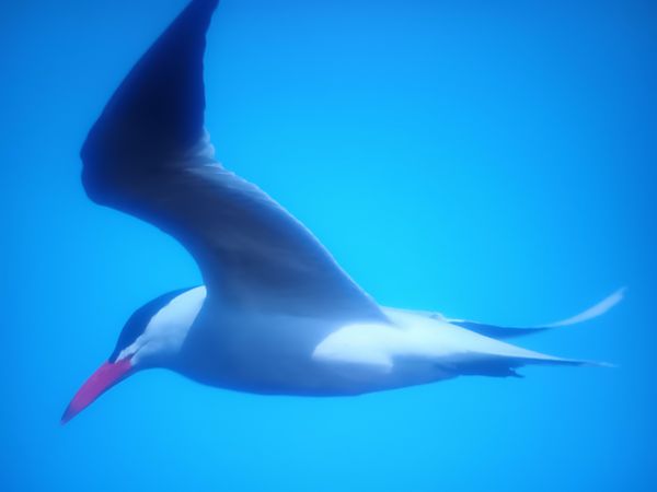 Raubseeschwalbe  - Piotr Janowicz