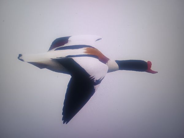 Brandgans  - Piotr Janowicz