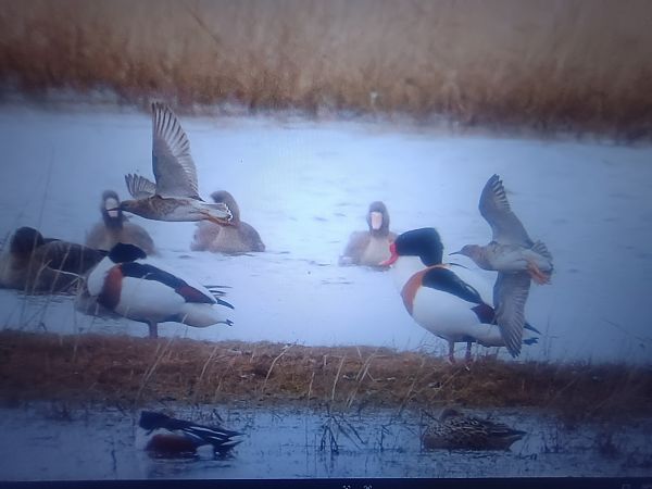 ohar  - Piotr Janowicz