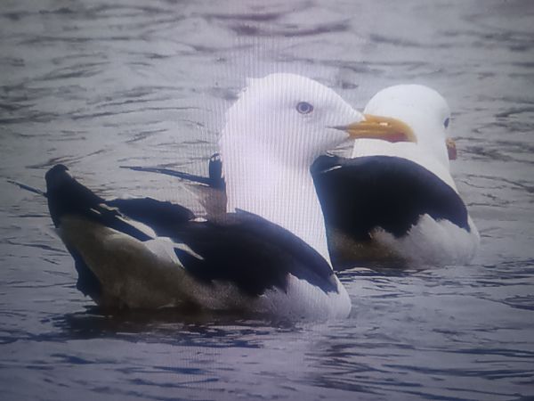 mewa żółtonoga (ssp. fuscus)  - Piotr Janowicz