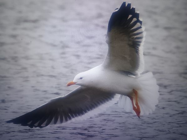 Heringsmöwe (ssp. fuscus)  - Piotr Janowicz