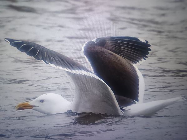 Heringsmöwe (ssp. fuscus)  - Piotr Janowicz