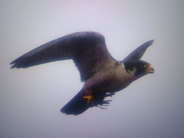 sokół wędrowny  - Piotr Janowicz