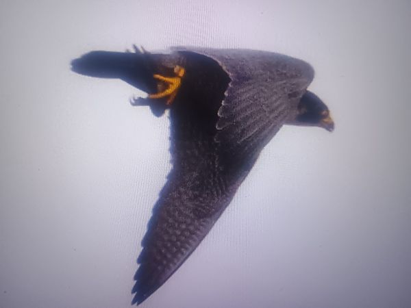 Wanderfalke  - Piotr Janowicz