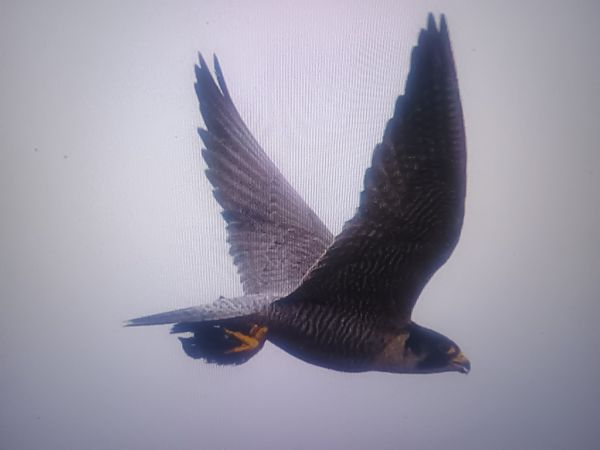 sokół wędrowny  - Piotr Janowicz