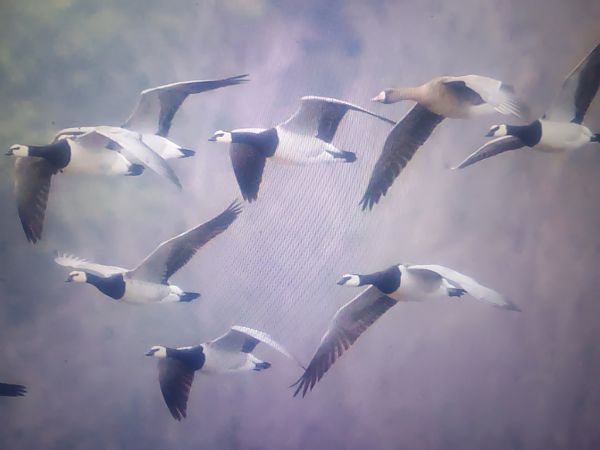 bernikla białolica  - Piotr Janowicz