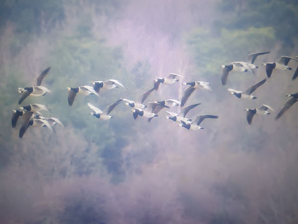 Barnacle Goose  - Piotr Janowicz