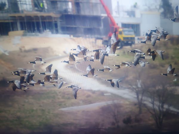 bernikla białolica  - Piotr Janowicz