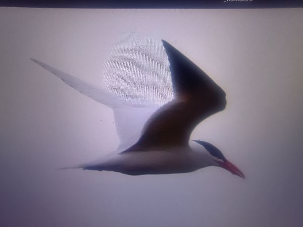 Raubseeschwalbe  - Piotr Janowicz