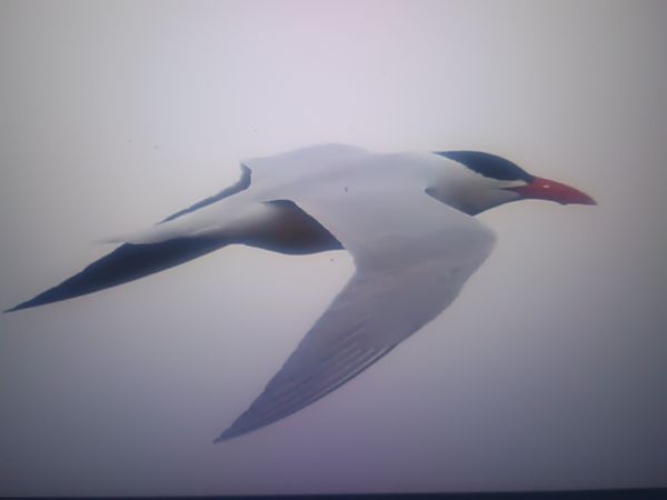 Sterne caspienne  - Piotr Janowicz