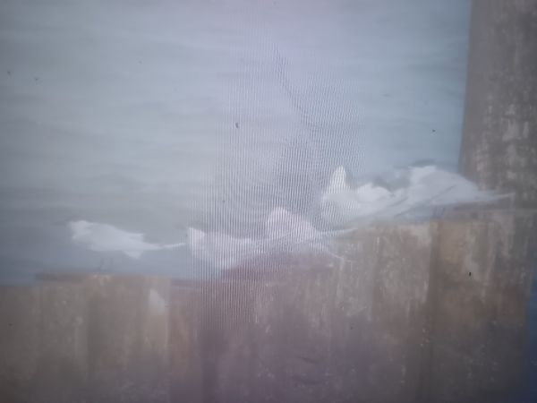 Brandseeschwalbe  - Piotr Janowicz