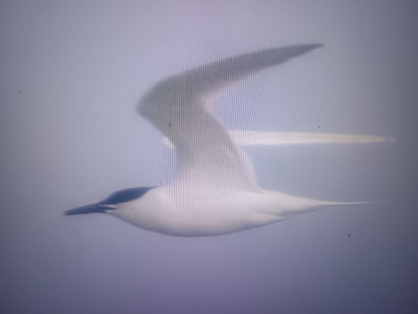 Brandseeschwalbe  - Piotr Janowicz