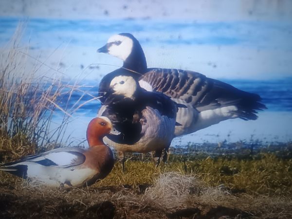 Weisswangengans  - Piotr Janowicz