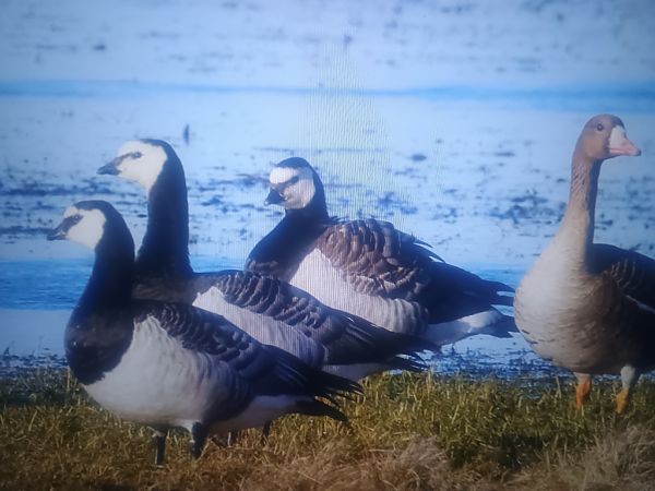Weisswangengans  - Piotr Janowicz