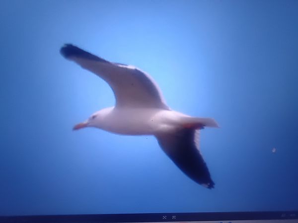 Heringsmöwe (ssp. fuscus)  - Piotr Janowicz