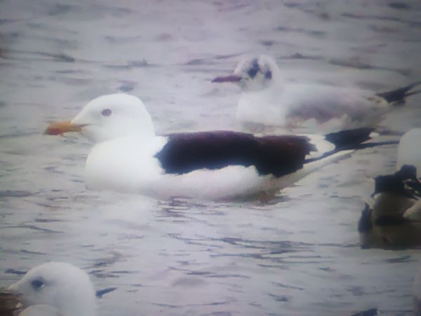 mewa żółtonoga (ssp. fuscus)  - Piotr Janowicz