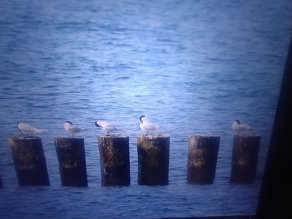 Brandseeschwalbe  - Piotr Janowicz