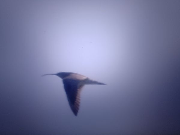 Regenbrachvogel  - Piotr Janowicz