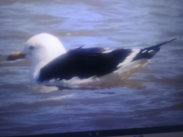 mewa żółtonoga (ssp. fuscus)  - Piotr Janowicz