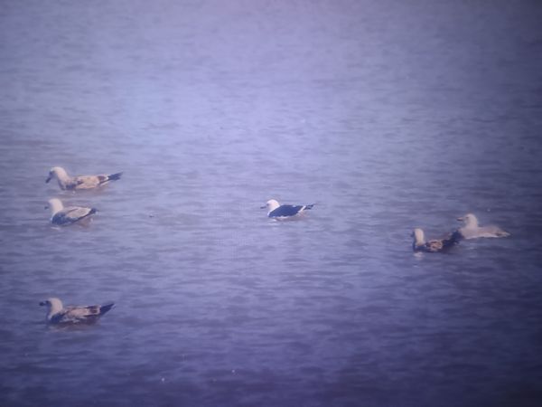 mewa żółtonoga (ssp. fuscus)  - Piotr Janowicz