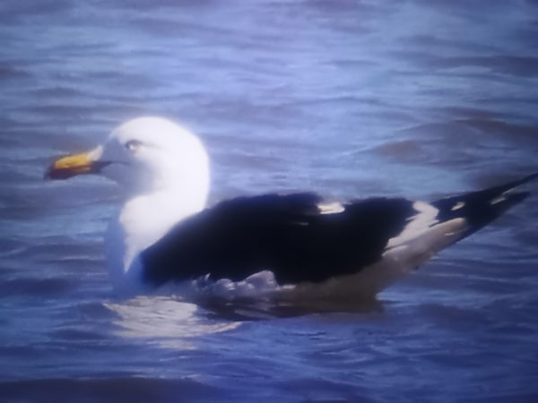mewa żółtonoga (ssp. fuscus)  - Piotr Janowicz
