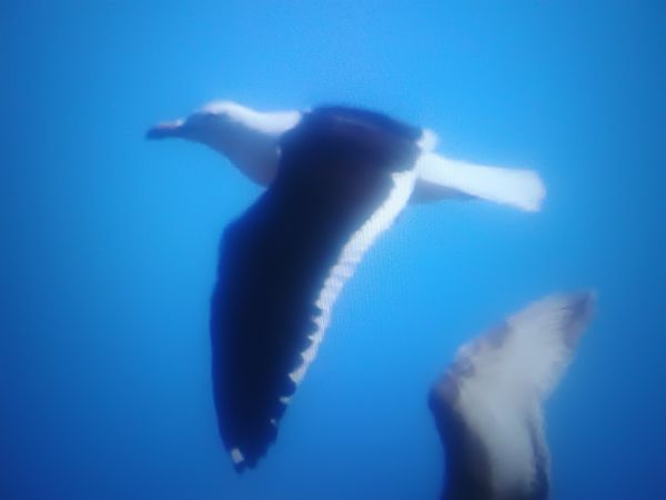 mewa żółtonoga (ssp. fuscus)  - Piotr Janowicz