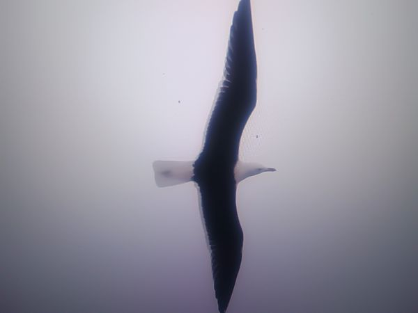 mewa żółtonoga (ssp. fuscus)  - Piotr Janowicz