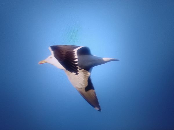 mewa żółtonoga (ssp. fuscus)  - Piotr Janowicz