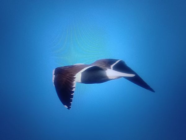 Heringsmöwe (ssp. fuscus)  - Piotr Janowicz