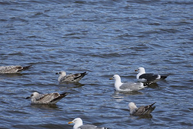 mewa żółtonoga (ssp. fuscus)  - Piotr Janowicz