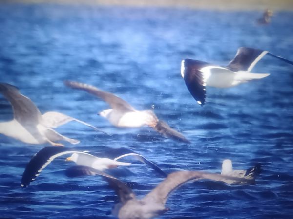 mewa żółtonoga (ssp. fuscus)  - Piotr Janowicz