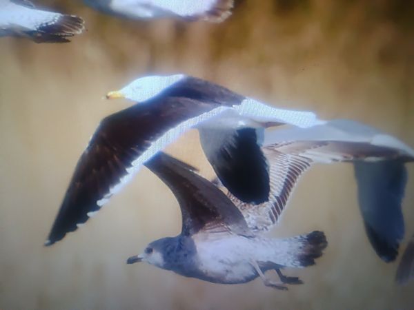 mewa żółtonoga (ssp. fuscus)  - Piotr Janowicz