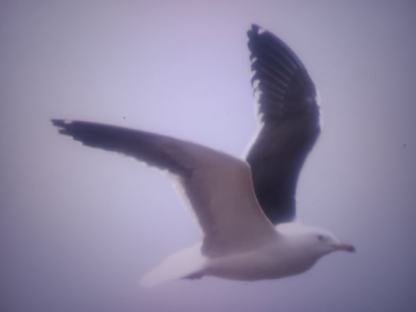 mewa żółtonoga (ssp. fuscus)  - Piotr Janowicz