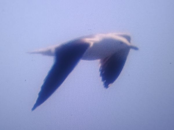 mewa żółtonoga (ssp. fuscus)  - Piotr Janowicz