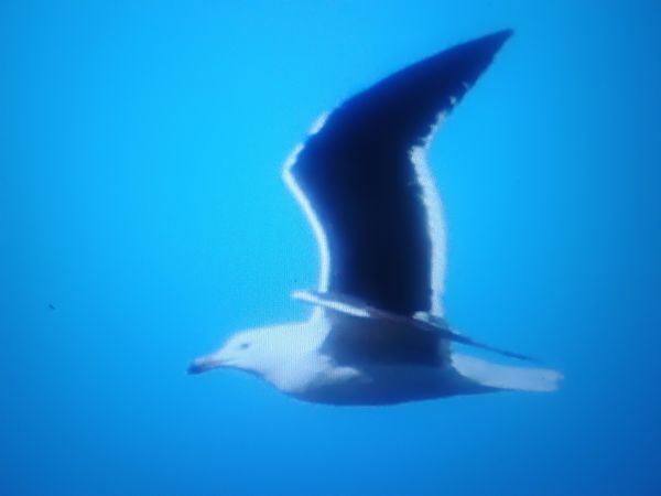 mewa żółtonoga (ssp. fuscus)  - Piotr Janowicz