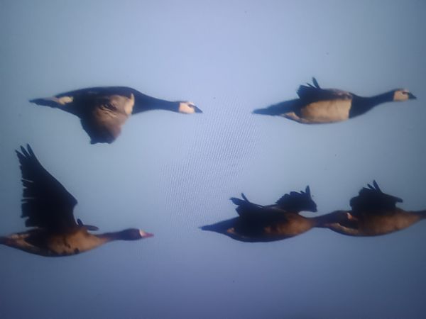 bernikla białolica  - Piotr Janowicz