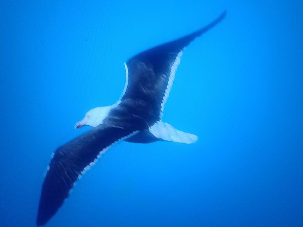 Goéland de la Baltique  - Piotr Janowicz