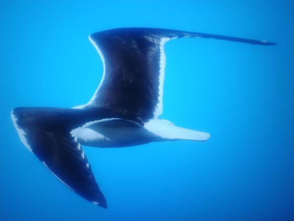 mewa żółtonoga (ssp. fuscus)  - Piotr Janowicz