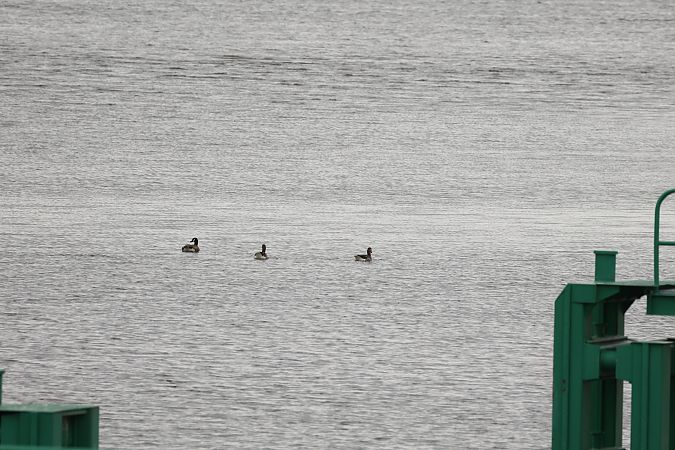 Kanadagans  - Piotr Janowicz