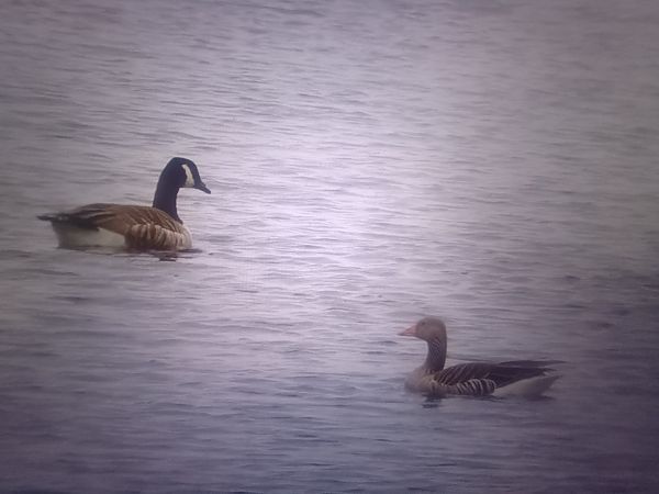 bernikla kanadyjska  - Piotr Janowicz