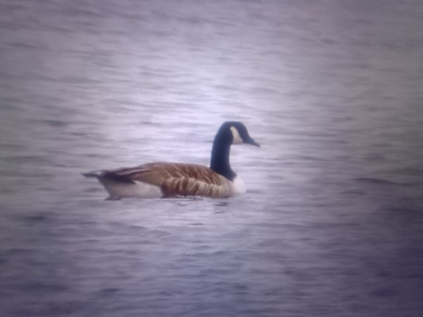 bernikla kanadyjska  - Piotr Janowicz