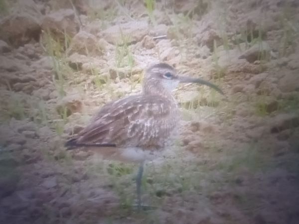 Regenbrachvogel  - Piotr Janowicz