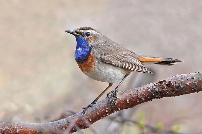 podróżniczek (ssp. cyanecula) 